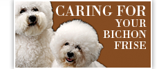 Caring for your Bichon Frise
