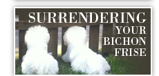 Surrendering your Bichon Frise